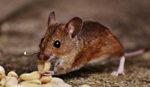 24 Hour & Emergency Exterminators in Watford City, ND